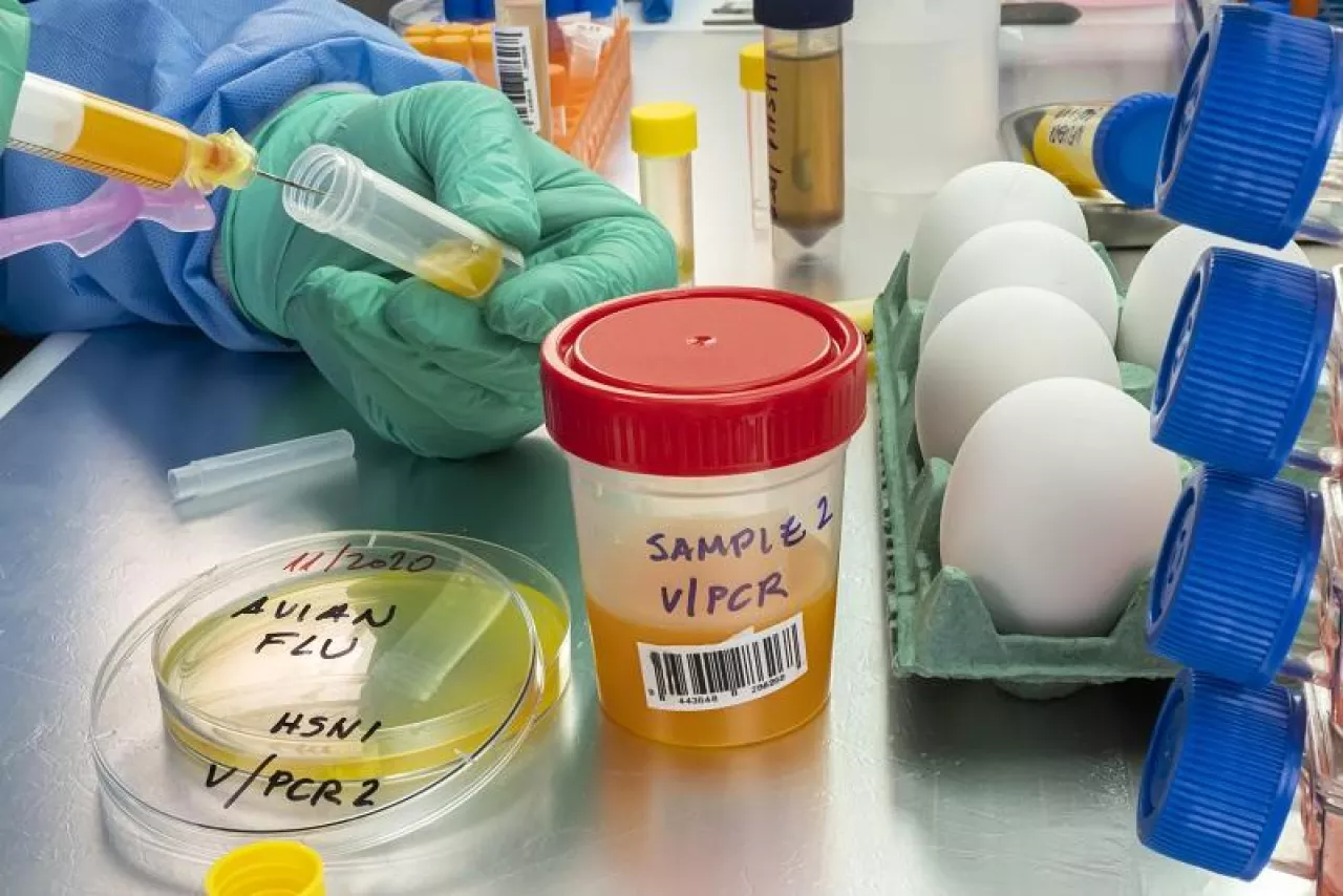 Scientific sampling of eggs in poor condition, analysis of avian influenza in humans, conceptual image