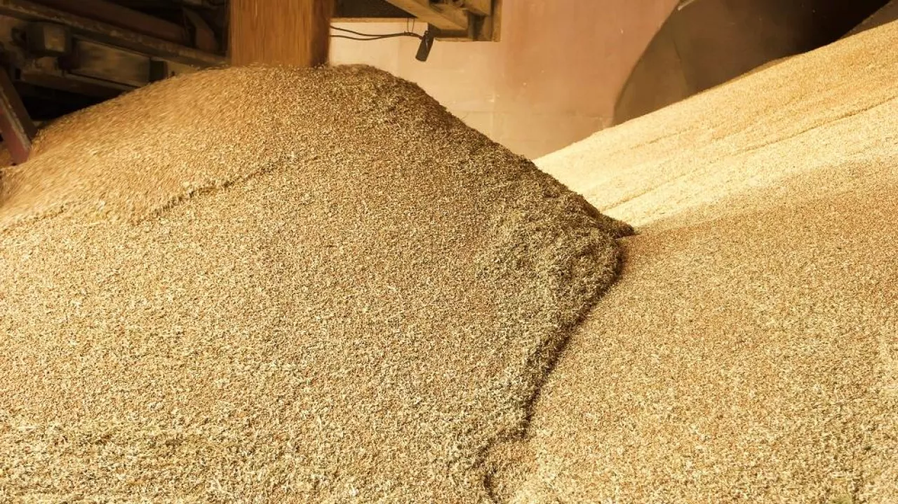 Heap grain wheat in a warehouse. Food factory. Close up.