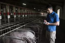 Salamanca, Spain, Pig farmer examining iberian pigs with a pda in a factory farm