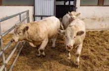 Charolais cattle calves in a feed yard