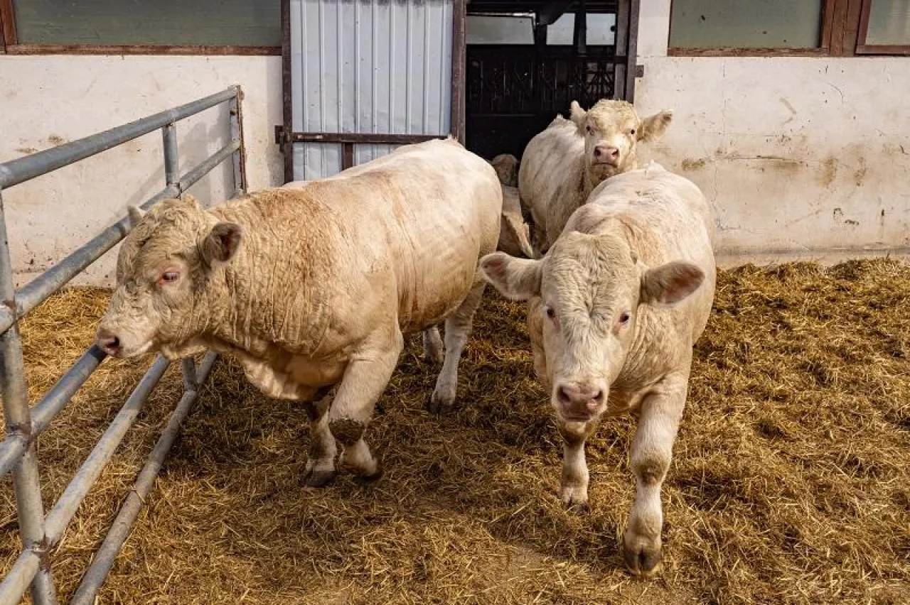 Charolais cattle calves in a feed yard