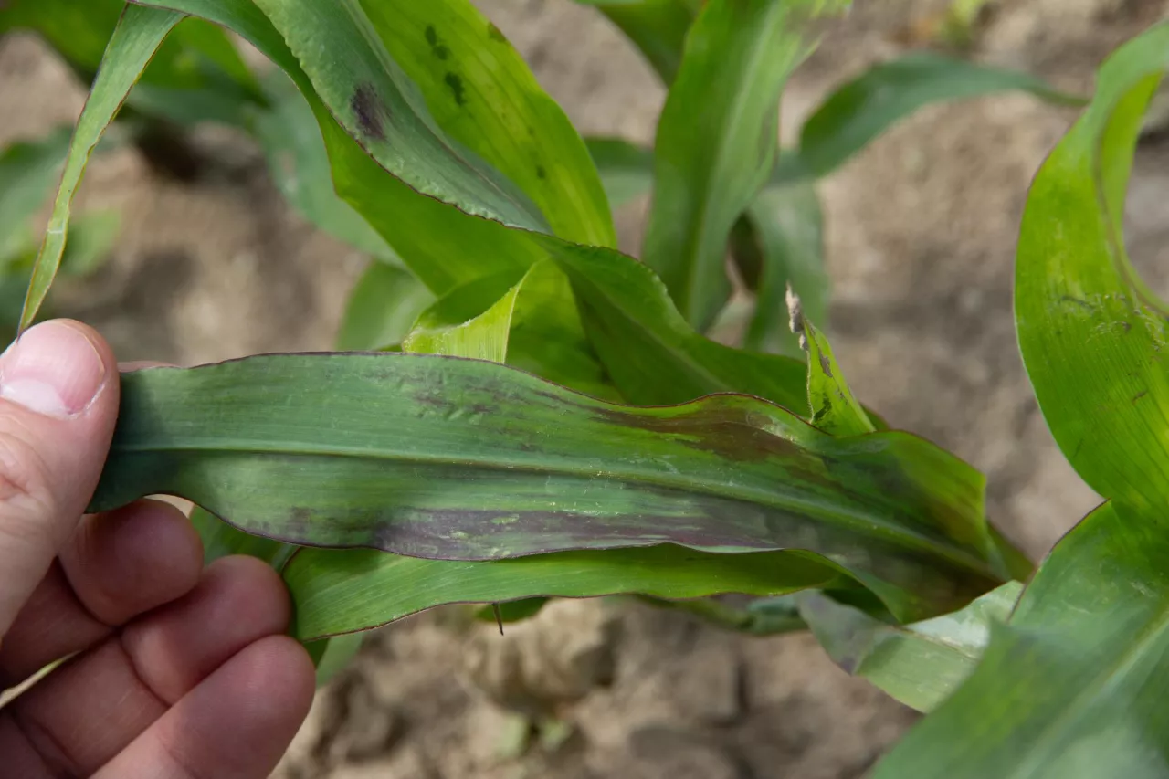 &lt;p&gt;Niedobory fosforu u kukurydzy to fioletowienie liści, często obserwowane w czasie chłodnych dni.&lt;/p&gt;