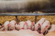 group of piglets sucking milk, pig farm agribusiness