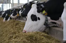 &lt;p&gt;Zwiększenia strawności włókna oraz ilości białka syntetyzowanego w żwaczu – to najważniejsze efekty stosowania izokwasów w dawkach pokarmowych krów. Rezultat to wyższa wydajność produkcji mleka przy podobnym pobraniu suchej masy.&lt;/p&gt;