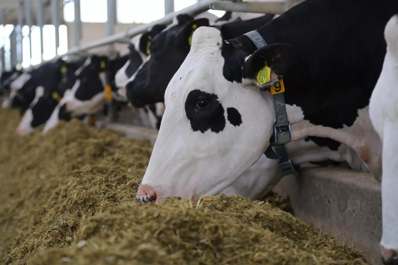 &lt;p&gt;Zwiększenia strawności włókna oraz ilości białka syntetyzowanego w żwaczu – to najważniejsze efekty stosowania izokwasów w dawkach pokarmowych krów. Rezultat to wyższa wydajność produkcji mleka przy podobnym pobraniu suchej masy.&lt;/p&gt;