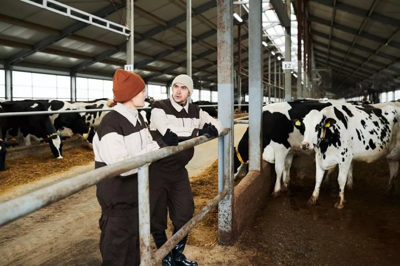 Two young farmers in workwear standing by cowshed at working meeting and discussing opportunities of improvement of cattle keeping