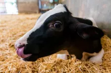 portrait of a young black and white calf at dairy farm, newborn baby cow, concept of rural life and farm animals