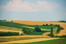 Scenic Agriculture Landscape. Countryside Summer Scenery.