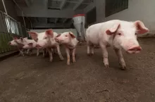 Young pigs on the farm