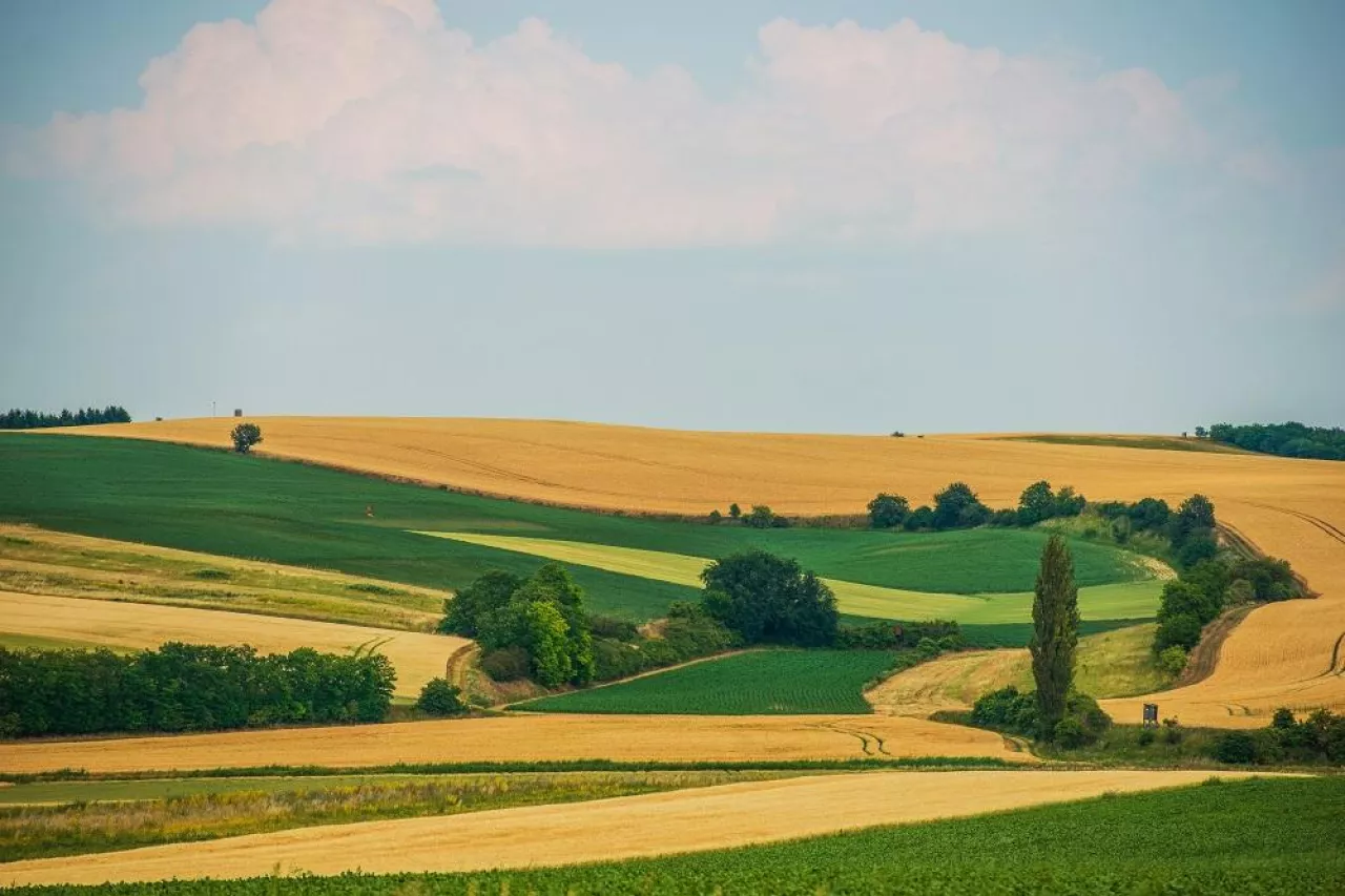 Scenic Agriculture Landscape. Countryside Summer Scenery.