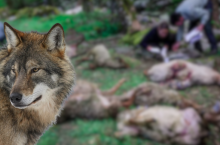 &lt;p&gt;W Polsce coraz częściej rolnicy zgłaszają ataki wilków. W mediach krążą zdjęcia i filmy z gospodarstw. &lt;/p&gt;
