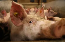 &lt;p&gt;Producenci świń nie zawsze powinni się kierować ceną zakupu dodatków paszowych, ale efektem, jaki mogą dzięki nim uzyskać. Nie zawsze tanio znaczy dobrze.&lt;/p&gt;