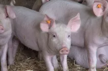 &lt;p&gt;Zapraszamy na VII Forum Rolników i Agrobiznesu, sesja świnie.&lt;/p&gt;