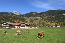 &lt;p&gt;Krowy na pastwisku w Bawarii&lt;/p&gt;