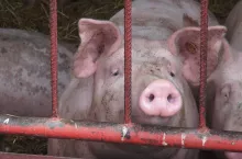 &lt;p&gt;Belgia dopłaci hodowcom do rezygnacji z produkcji świń&lt;/p&gt;