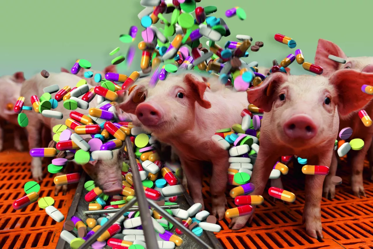 &lt;p&gt;Antybiotyki w produkcji świń&lt;/p&gt;