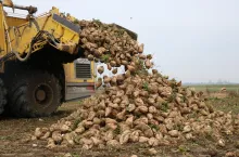 &lt;p&gt;Rolnicy chcą natychmiastowego wprowadzenia embarga na ukraiński cukier. Producenci buraków cukrowych obawiają się, że będą musieli zmniejszyć zasiewy w przyszłym roku, bo do UE wjeżdża 35-krotnie więcej więcej cukru niż przed zawieszeniem kontyngentu.&lt;/p&gt;