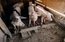 &lt;p&gt;W Szwajcarii hodowca trzody otrzymał ponad 82 tys. zł kary za naruszenie zasad dobrostanu i znęcanie się nad zwierzętami.&lt;/p&gt;