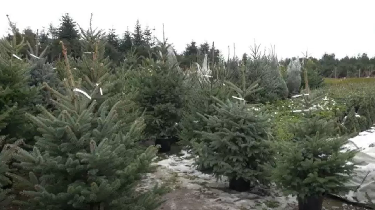 Opłacalność uprawy choinek