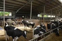 &lt;p&gt;Średnia cena przetworów mlecznych na giełdzie Global Dairy Trade z dn. &lt;strong&gt;2 stycznia 2024 r. wzrosła o 1,2% do 3 363 USD/t.&lt;/strong&gt;&lt;/p&gt;
