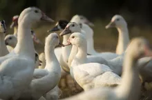 &lt;p&gt;Grypa ptaków została wykryta w hodowli kaczek reprodukcyjnych na Dolnym Śląsku.&lt;/p&gt;