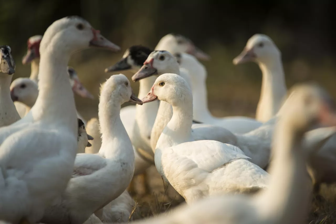 &lt;p&gt;Grypa ptaków została wykryta w hodowli kaczek reprodukcyjnych na Dolnym Śląsku.&lt;/p&gt;