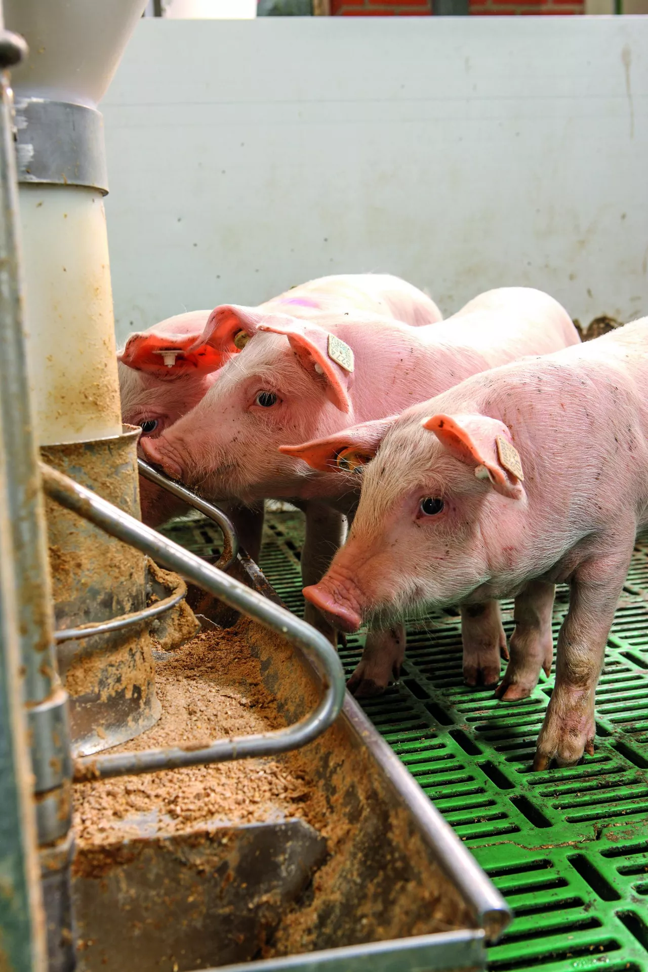 &lt;p&gt;Świnie lubią smak mięsa, dlatego powstała koncepcja żywienia ich białkiem zwierzęcym.&lt;/p&gt;