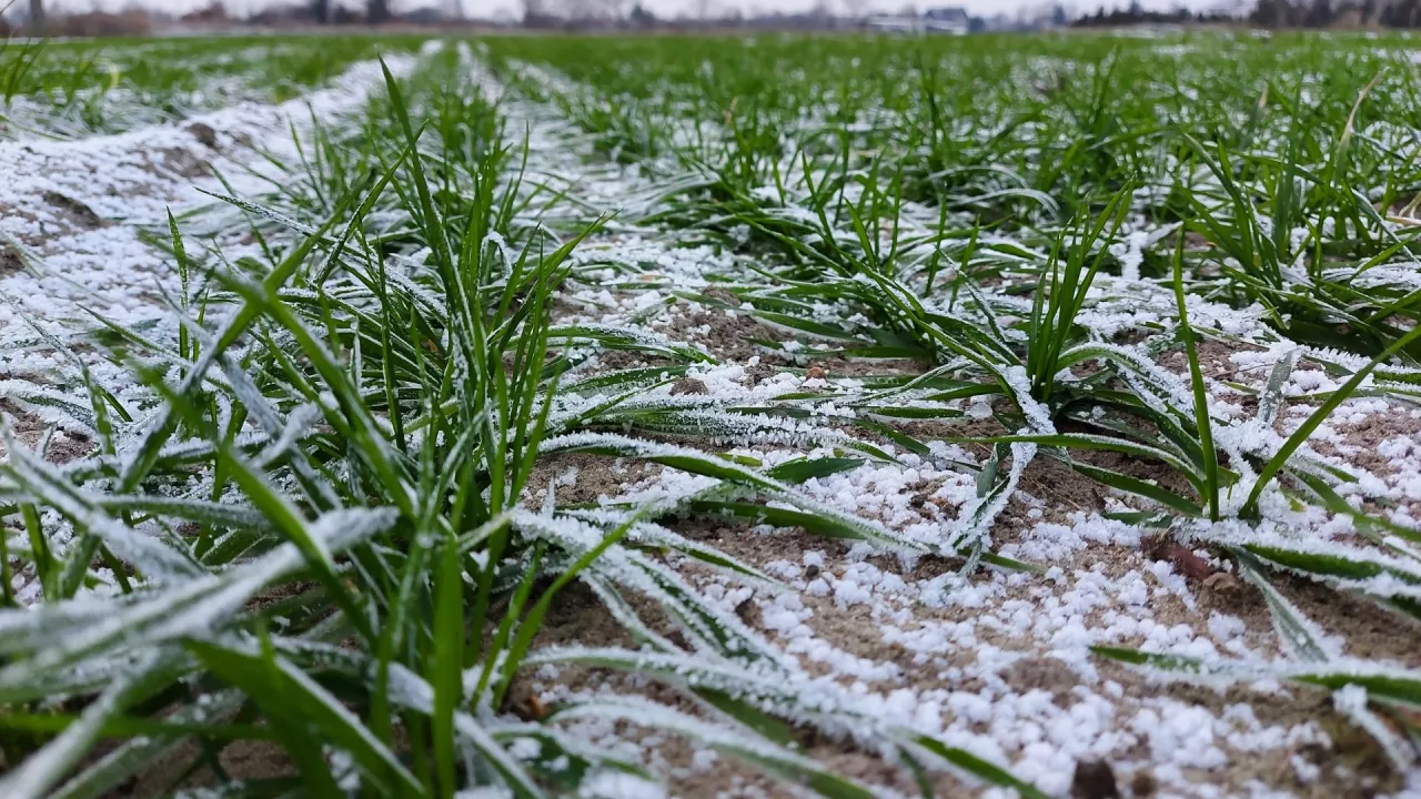 &lt;p&gt;Po ciepłej i deszczowej jesieni w końcu przyszła prawdziwa zima, w wielu regionach ze śniegiem. Nie wszystkie jednak zboża, zwłaszcza pszenicę udało się zasiać w terminie ze względu na częste i obfite opady jesienne.&lt;/p&gt;