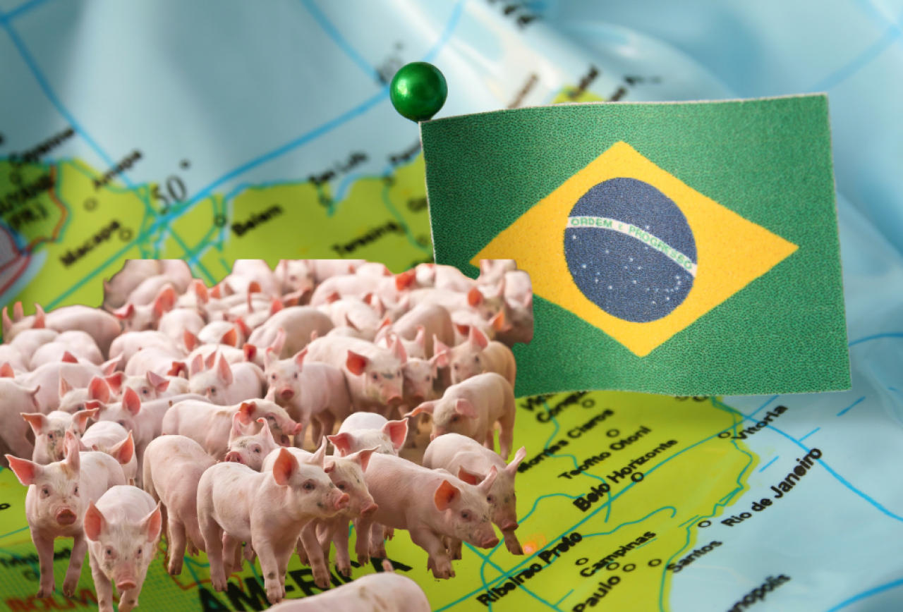 &lt;p&gt;Eksport wieprzowiny z Brazylii&lt;/p&gt;