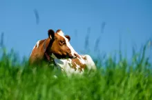 &lt;p&gt;Sielski obrazek – krowa na łące. Tak wciąż wyobraża sobie dobrostan krów przeciętny konsument. Nie wie, że przez ostatnie lata o 180 stopni zmieniła się i hodowla, i samo zwierzę.&lt;/p&gt;