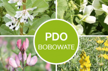 wyniki PDO rośliny bobowate