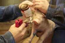 Szczepienie świń 