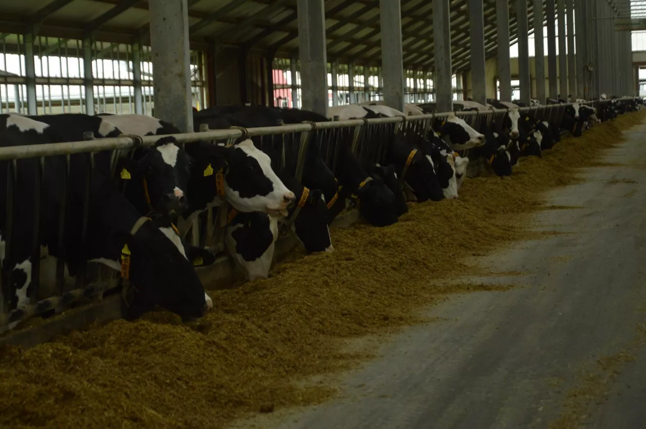 Pogłowie krów mlecznych w UE spadło. W Polsce sytuacja odwrotna.
