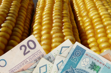dopłaty do kukurydzy 2024