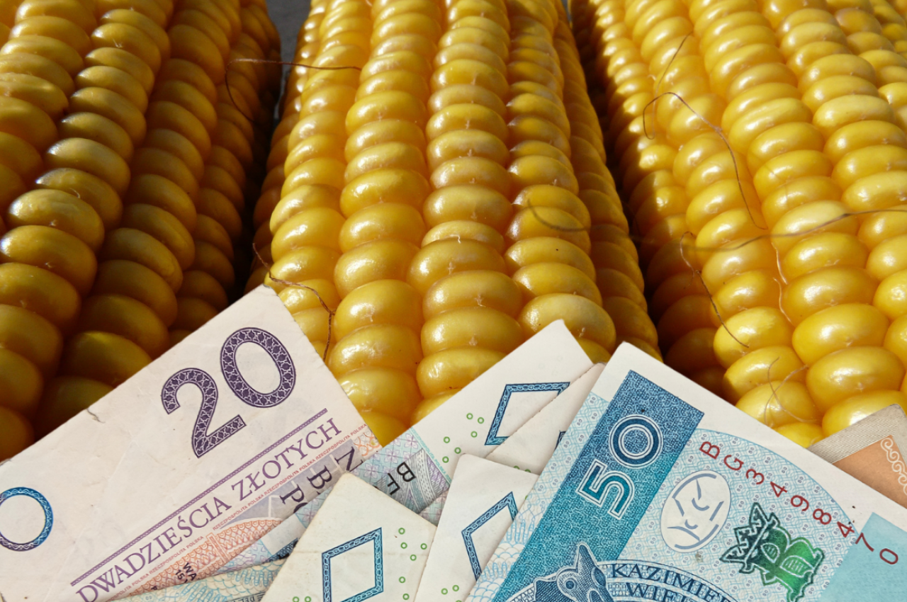 dopłaty do kukurydzy 2024