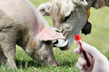 Sejmowa komisja rolnictwa wysłuchała informacji MRiRW na temat zwalczania chorób zakaźnych zwierząt.