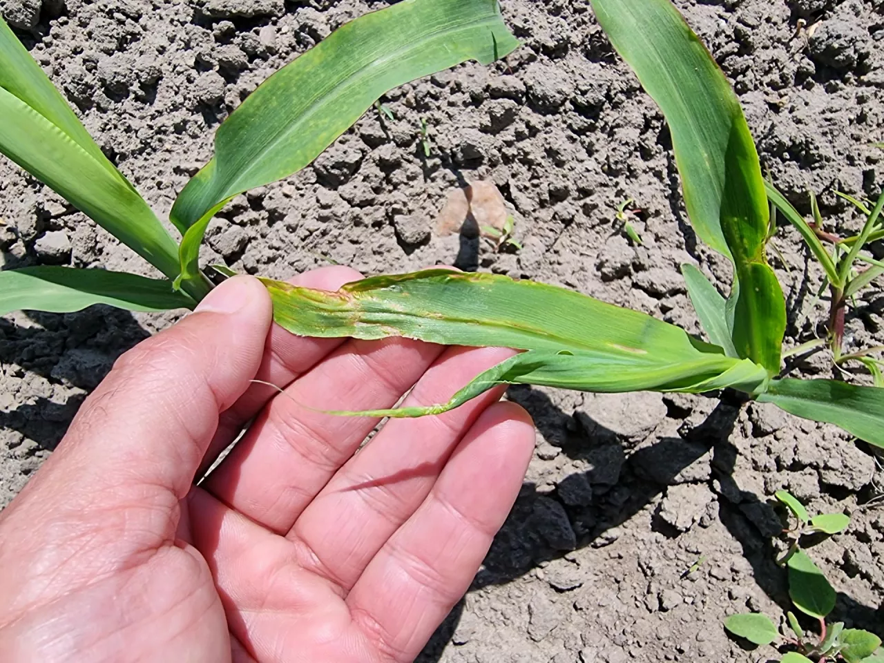 Na zdjęciu widoczne są typowe objaw żerowania ploniarki zbożówki na kukurydzy. Termin masowego wylotu muchówek i składania jaj przypada najczęściej w okresie wschodów kukurydzy, gdy rośliny mają 1–2 liści.
