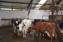 Krowy szukając schłodzenia często gromadzą się w obrębie zraszaczy i miejsc przewiewnych.