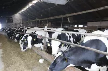 Krowy mleczne w oborze na ściółce