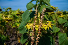 Zaraza - roślina pasożytnicza na plantacji słonecznika