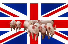 UPEMI alarmuje, że eksport wieprzowiny do Wielkiej Brytanii może być ograniczony