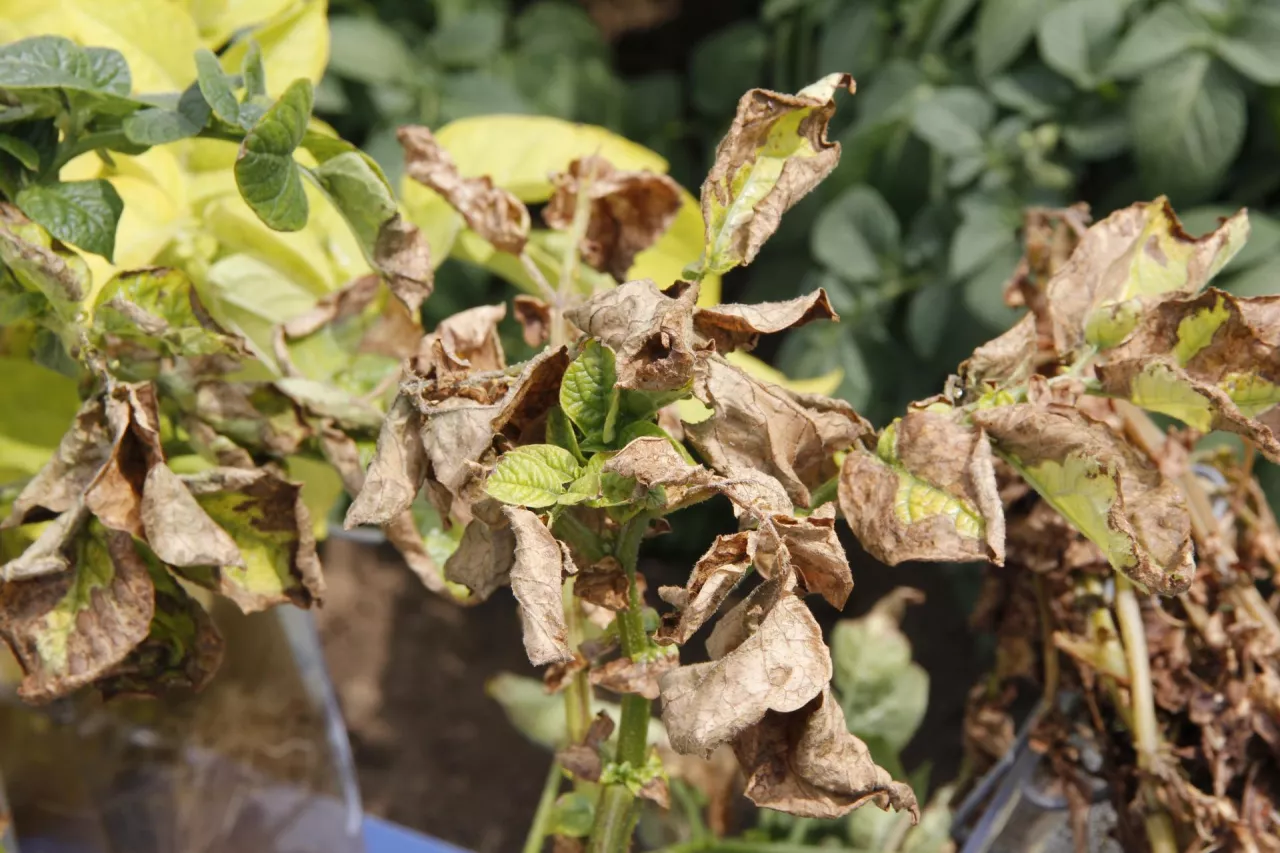 Objawy skrajnego niedoboru potasu na liściach ziemniaka