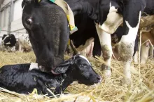 Aby ograniczyć śmiertelność cieląt w okresie okołoporodowym, ważne jest dalsze szkolenie hodowców bydła mlecznego w zakresie monitorowania i pomocy podczas porodów. Bardzo ważne jest ciągłe doskonalenie w tym obszarze, znajomość własnych ograniczeń i wczesne wsparcie weterynaryjne. 