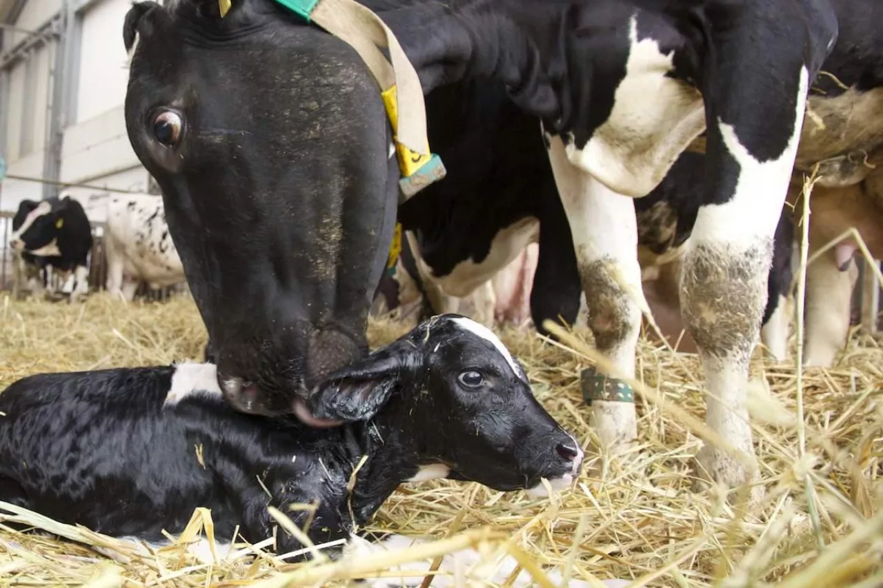 Aby ograniczyć śmiertelność cieląt w okresie okołoporodowym, ważne jest dalsze szkolenie hodowców bydła mlecznego w zakresie monitorowania i pomocy podczas porodów. Bardzo ważne jest ciągłe doskonalenie w tym obszarze, znajomość własnych ograniczeń i wczesne wsparcie weterynaryjne. 