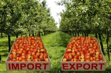 Ceny jabłek deserowych wyższe o 100%. Jakie prognozy na ten sezon?
