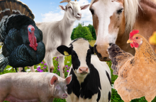 Stawki płatności do dobrostanu zwierząt