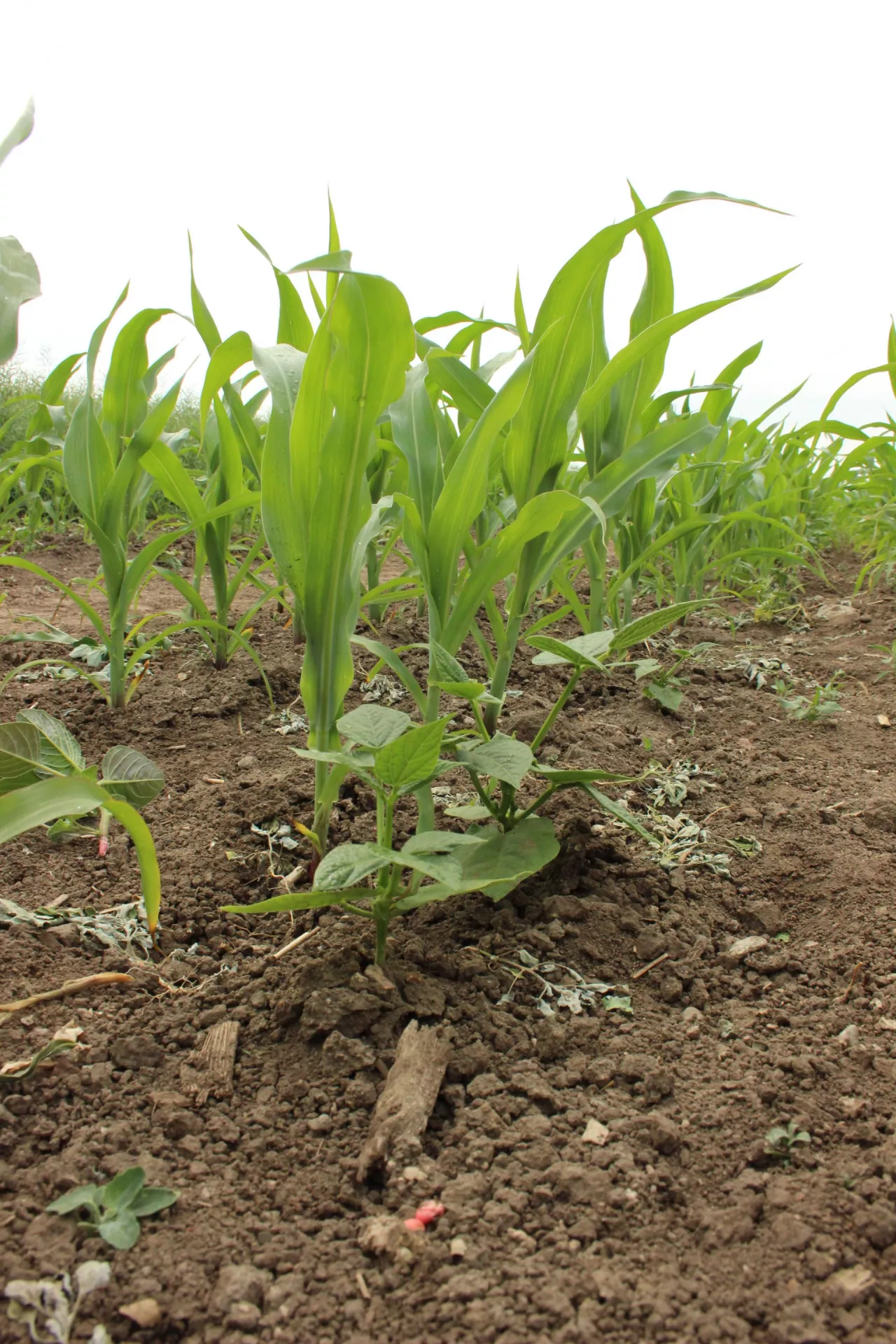 Poletko współrzędowej uprawy kukurydzy z fasolą tyczną pokazywane w 2019 r. na Demo Farmie KWS w Wybranowie