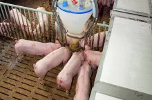 Ustawa o dobrostanie zwierząt może przewidywać większe wymagania dotyczące przestrzeni dla kurtyzowanych świń.