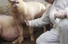 W ramach realizacji programu eliminacji choroby prowadzono badania serologiczne we wszystkich stadach świń w Polsce.