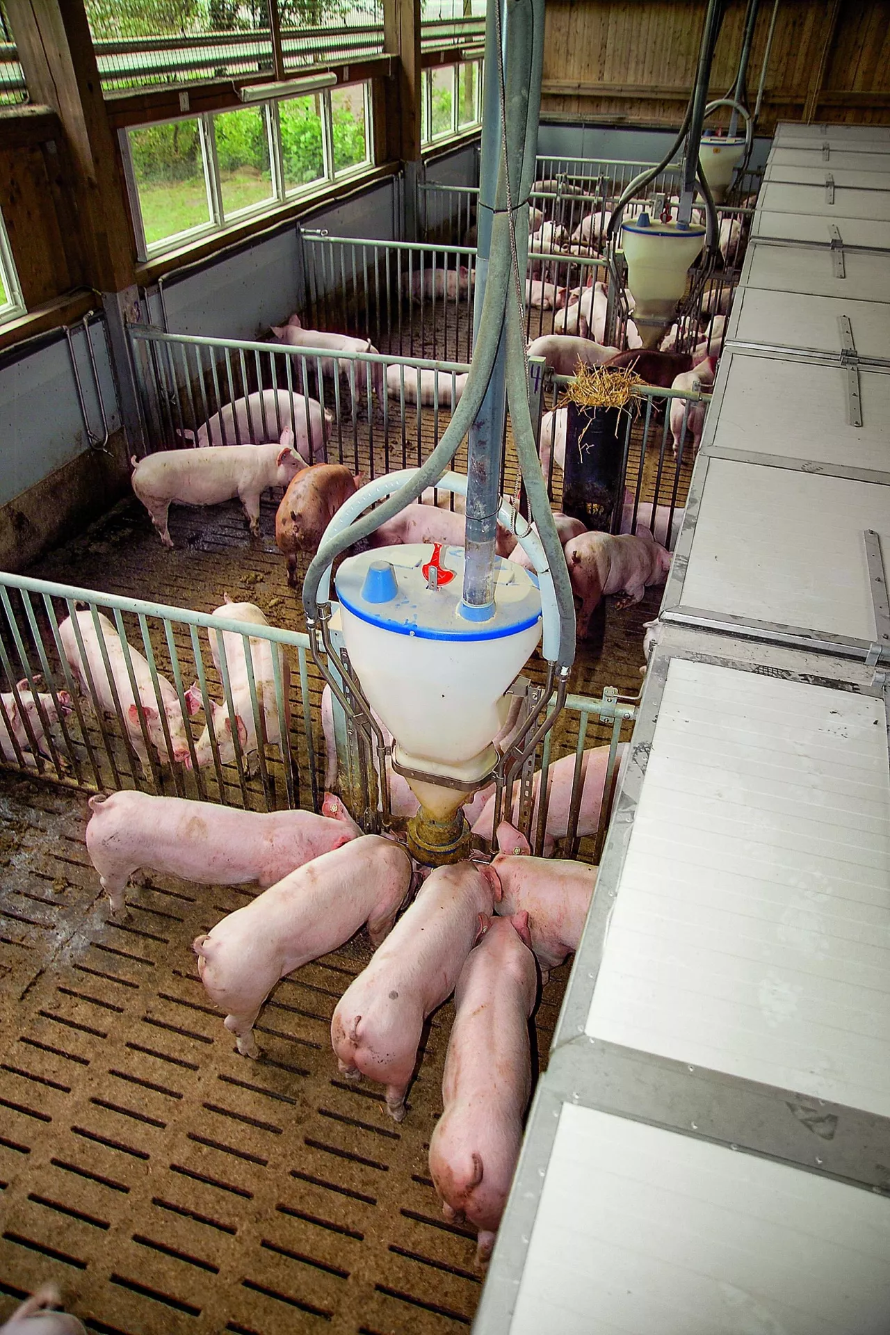 Ustawa o dobrostanie zwierząt może przewidywać większe wymagania dotyczące przestrzeni dla kurtyzowanych świń.